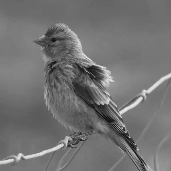 Quand les mots de Roger résonnent